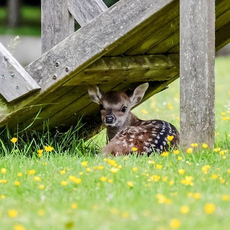 Deer Cottage 2 Uk39332 Biddenden Εξωτερικό φωτογραφία