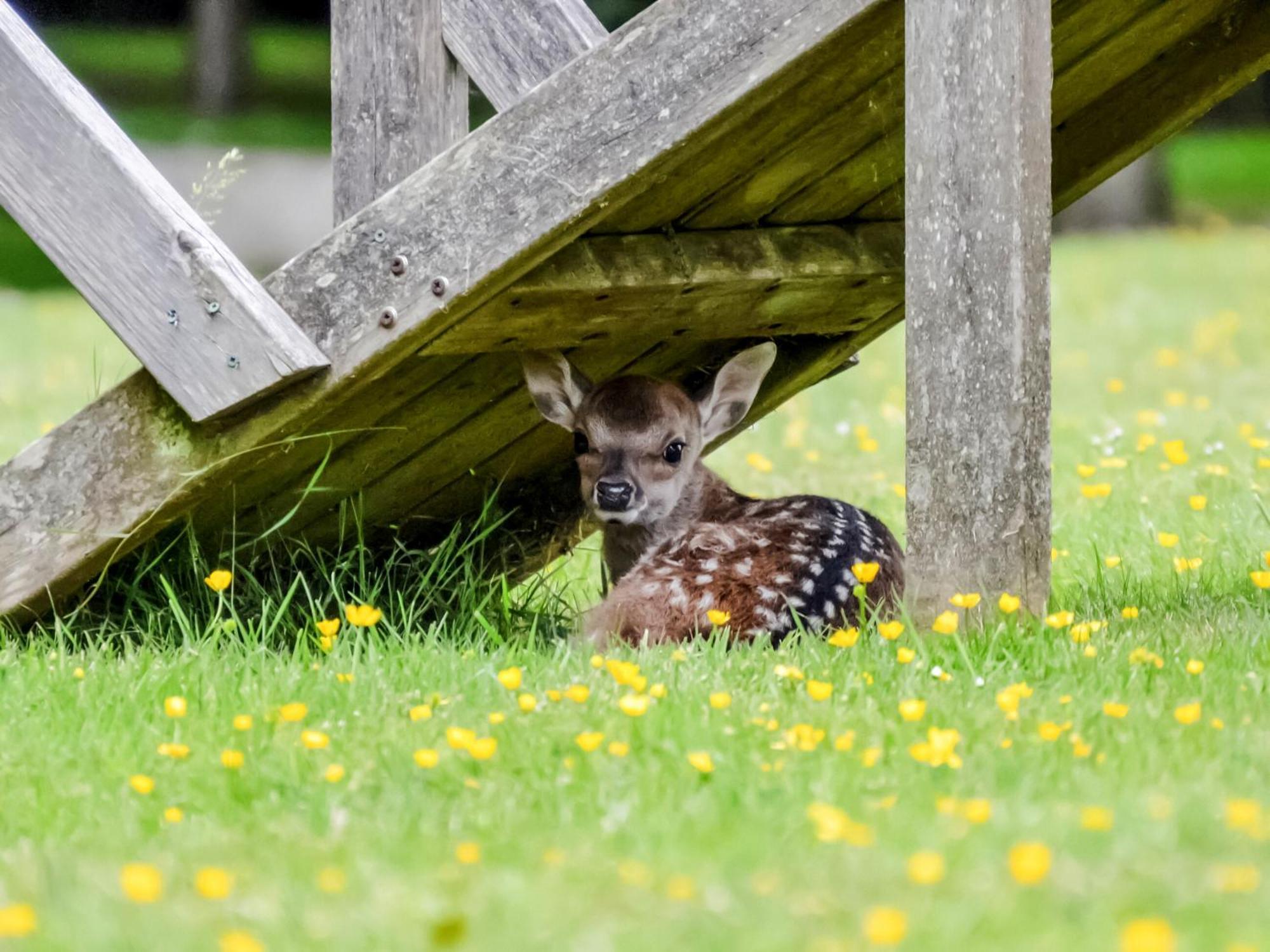 Deer Cottage 2 Uk39332 Biddenden Εξωτερικό φωτογραφία