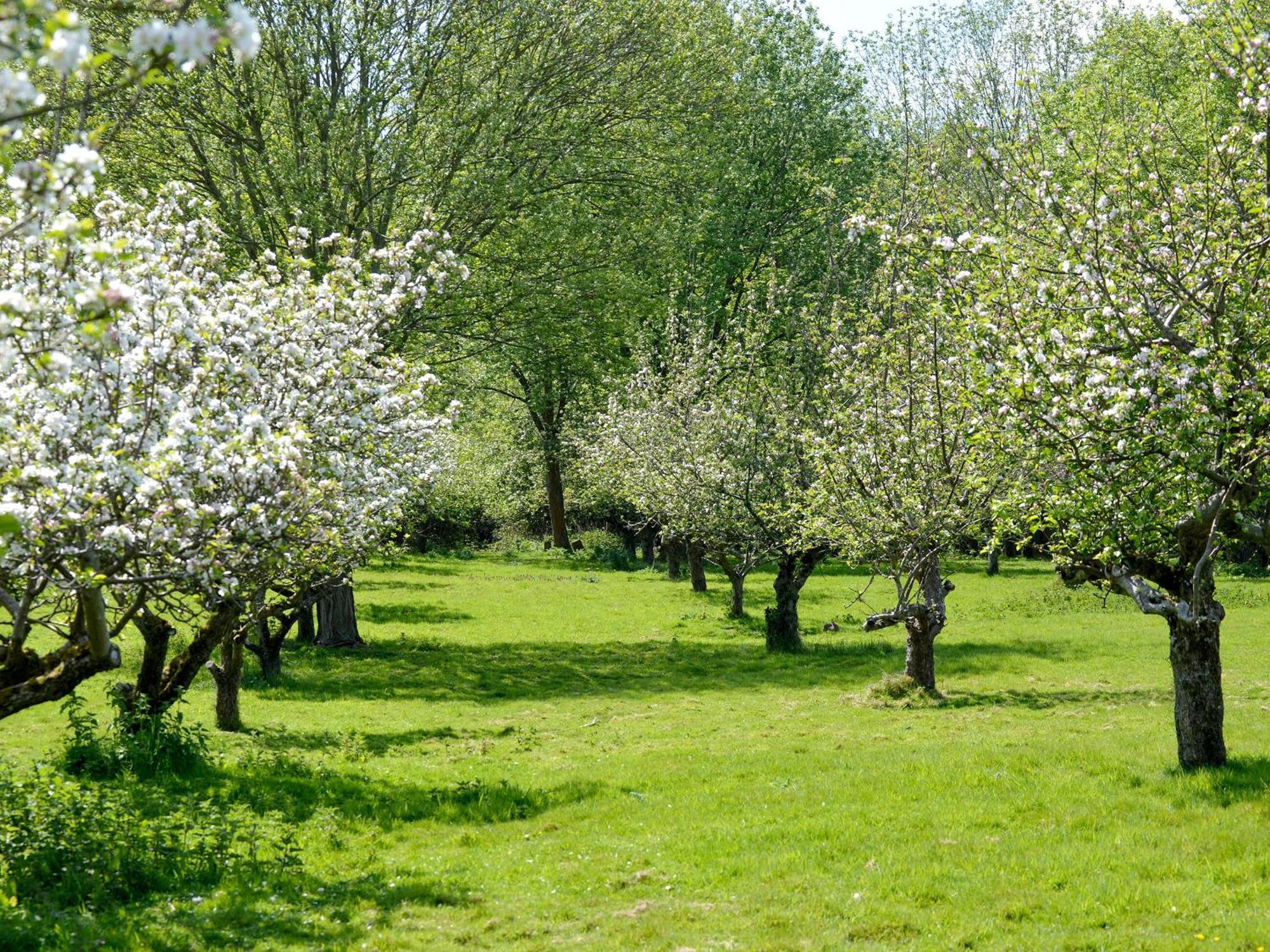 Deer Cottage 2 Uk39332 Biddenden Εξωτερικό φωτογραφία